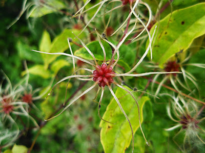 Clemátide (Clematis montana)