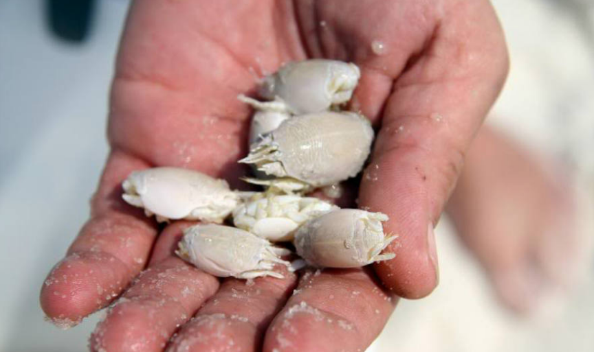This scary creature you will encounter when going to beach How to