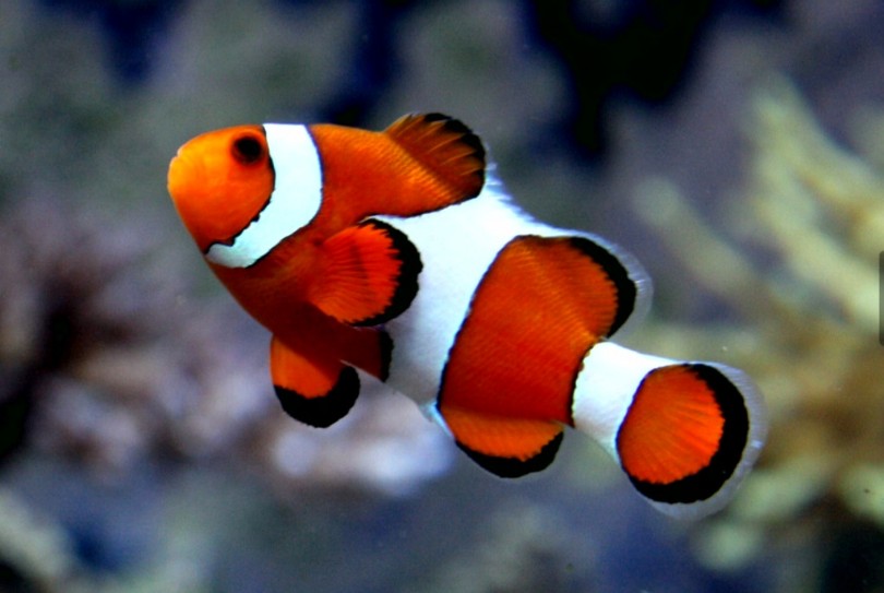  Ikan  Nemo  Mengenal Jenis Perawatan dan Harganya Terbaru