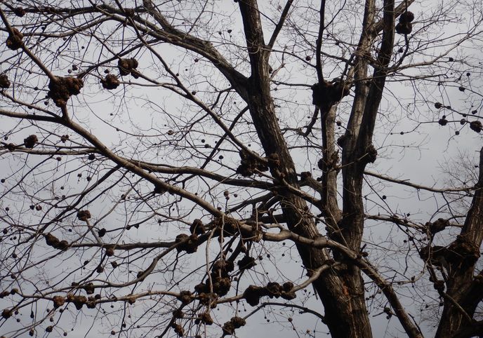 ひとりごと 気の向くままに 春の野山へ出かけてみませんか