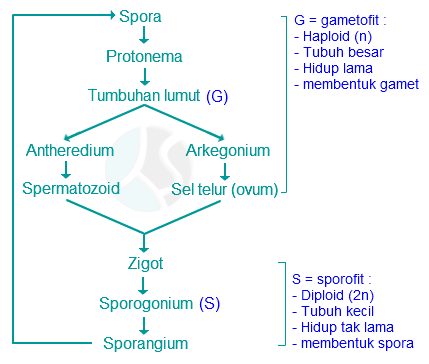 CIRI-CIRI DAN DAUR HIDUP TUMBUHAN LUMUT (BRYOPHYTA)