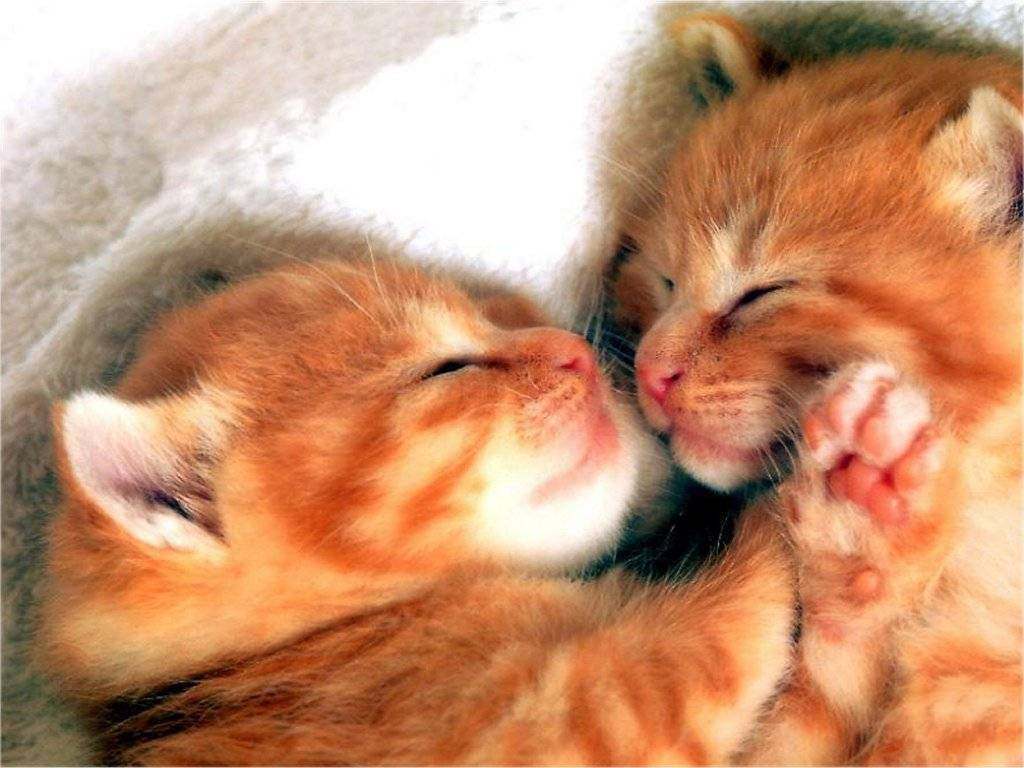 Romantic Cat Couple Sleeping HD Wallpaper - Natural Wallpapers | Latest