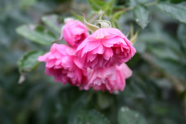 pink grootendorst, roses, autumn, garden, Anne Butera, My Giant Strawberry