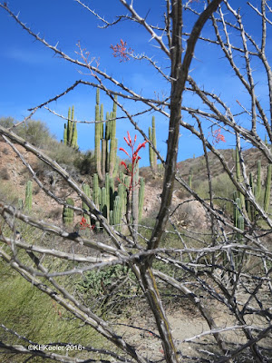 Fouquieria diguetii Fouquieria diguetii