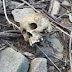 Ossada humana é encontrada na zona rural de Bonito de Santa Fé
