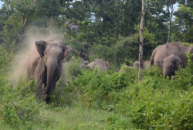hari gajah di dunia http://www.athba.net/