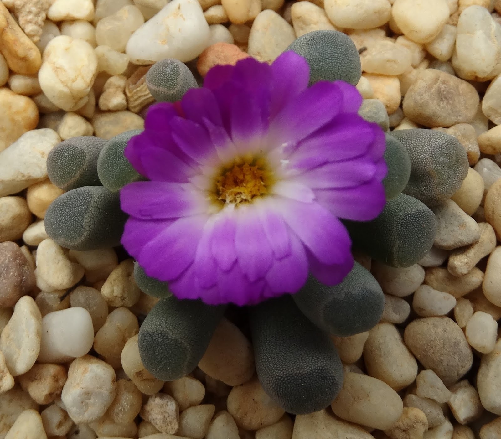 Цветы Камни Фото И Названия – Telegraph