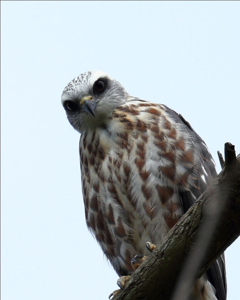 Ohio Birds and Biodiversity Kite Day '11