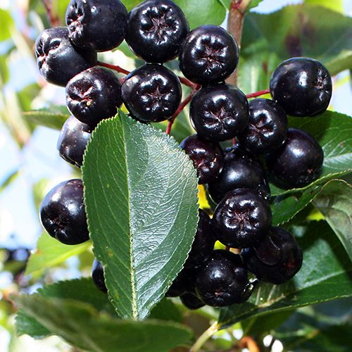 millenniumproizvod Benefits of Maqui Berry