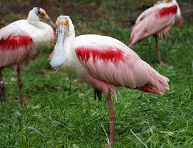 Phantastische Vögel aus aller Welt: Unterwegs im Weltvogelpark Walsrode (+ Verlosung). In der Freiflughalle erleben wir rote Sichler und rosa farbene Löffler.