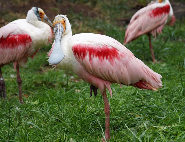 Phantastische Vögel aus aller Welt: Unterwegs im Weltvogelpark Walsrode (+ Verlosung). In der Freiflughalle erleben wir rote Sichler und rosa farbene Löffler. Phantastische Vögel aus aller Welt: Unterwegs im Weltvogelpark Walsrode (+ Verlosung). In der Freiflughalle erleben wir rote Sichler und rosa farbene Löffler.