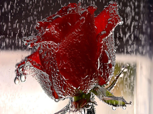 wet rose wallpaper