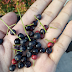 Jual Benih Biji Pucuk Merah Harga Grosir