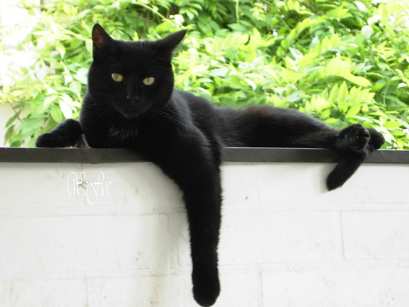 Schwarzer Kater Schwarzer Kater