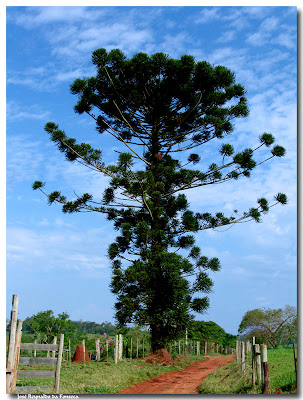 pino parana Araucaria angustifolia