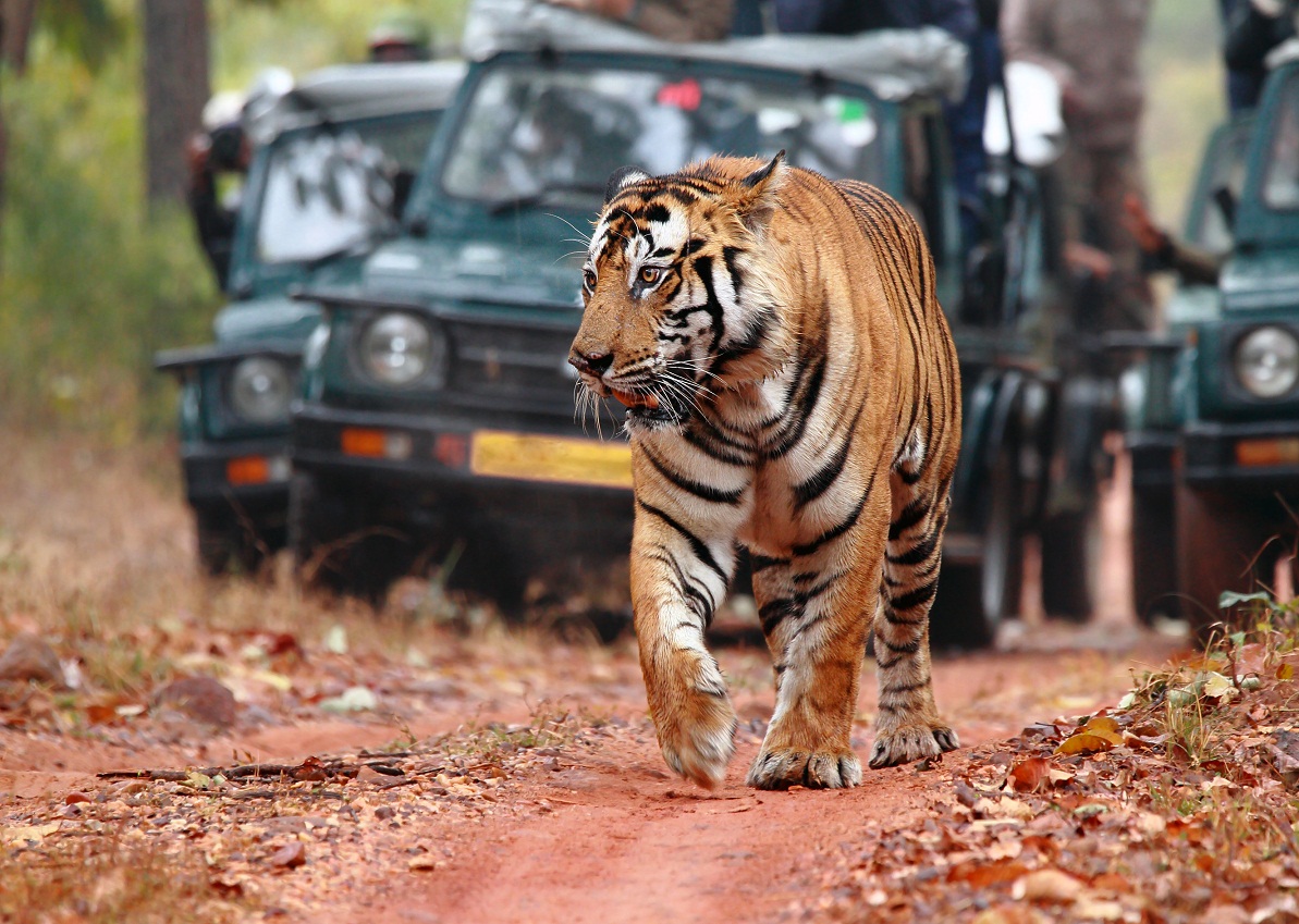 Tiger Safari In India Jim Corbett National Park
