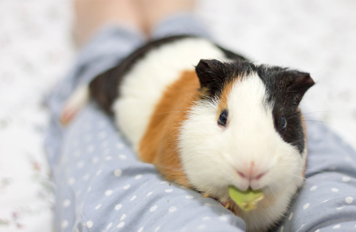 fotografia-cobaya-kevin