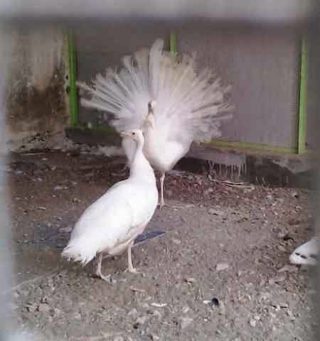 Jual burung merak putih india