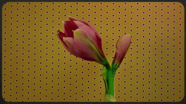 [Image: hoa-no-dep-ngan-ngo-6.gif]