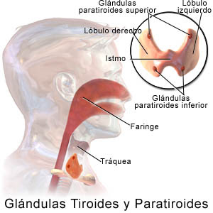 Anatomia de la tiroides. Tiroidectomia Guadalajara Anatomia de la tiroides. Tiroidectomia Guadalajara