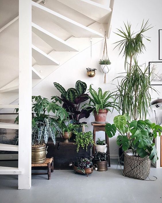 Decoración boho chic con plantas
