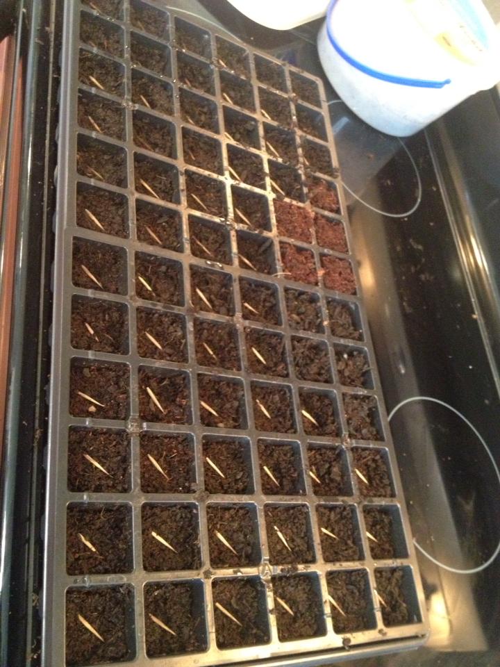 Moso Bamboo Propagation From Seed The Contrary Pot Garden My Desire For A Privacy Screen In Pot Will Be Worth The Effort Of Propagating Moso Bamboo Phyllostachys Edulis Scens From Seed