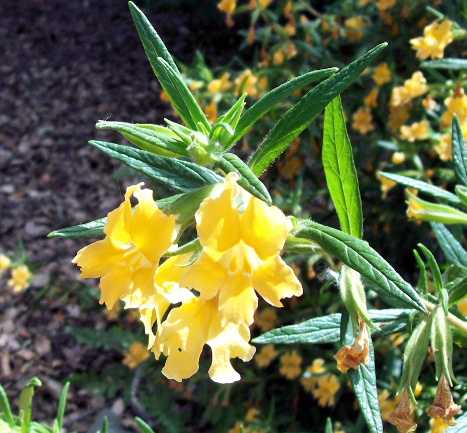 Over Hill & Dale Bush Monkey Flower (Mimulus aurantiacus var. aurantiacus)