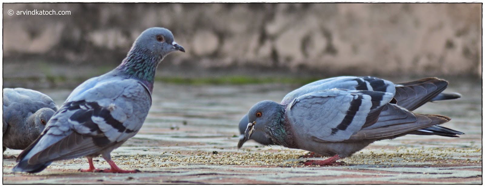 Rock Dove (Pigeon) Pictures and Detail (Columba livia) (The Piegon we