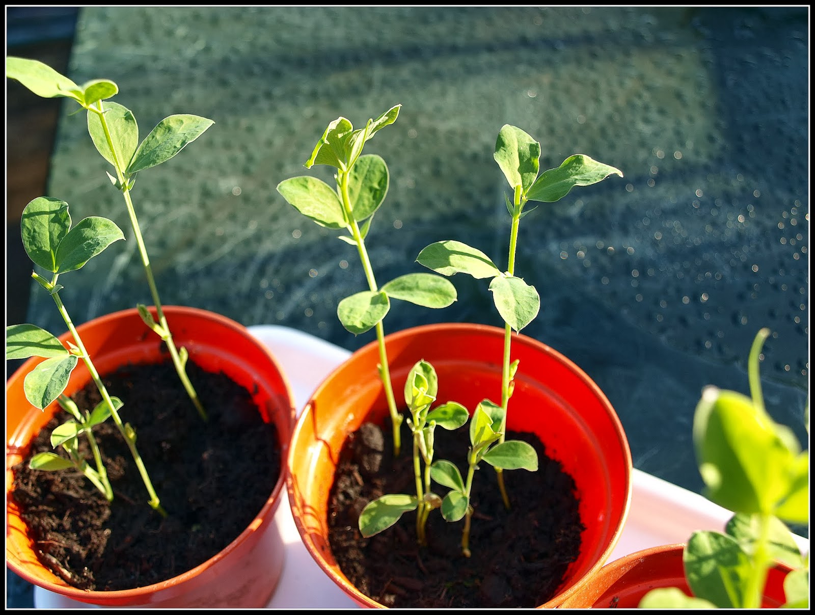 Mark's Veg Plot: Pinching-out Sweet Peas