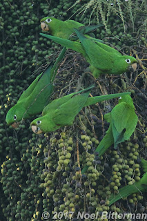 Hispaniolan Parakeets