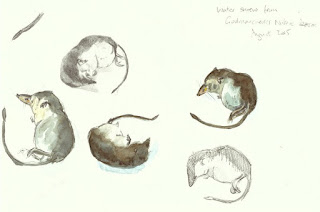 Water shrew studies in pencil and watercolour