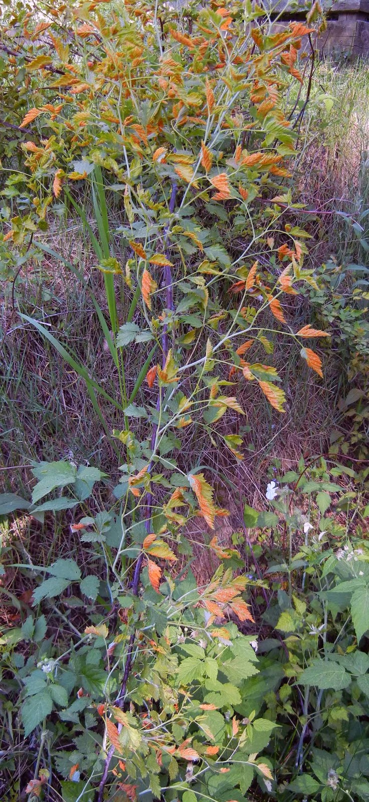 black raspberry cane infected with Arthuriomyces peckianus blackberries infected with orange rust fungus
