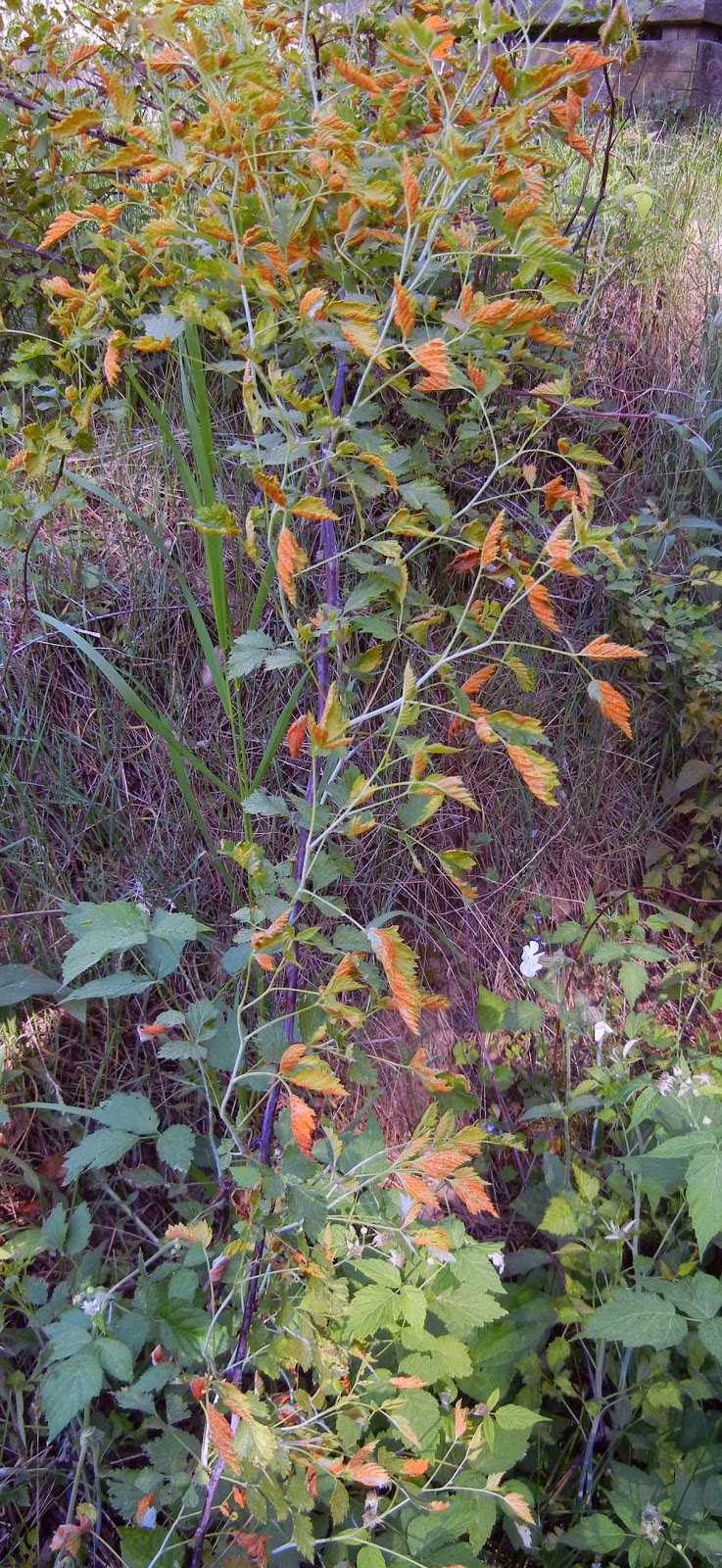 blackberries infected with orange rust fungus