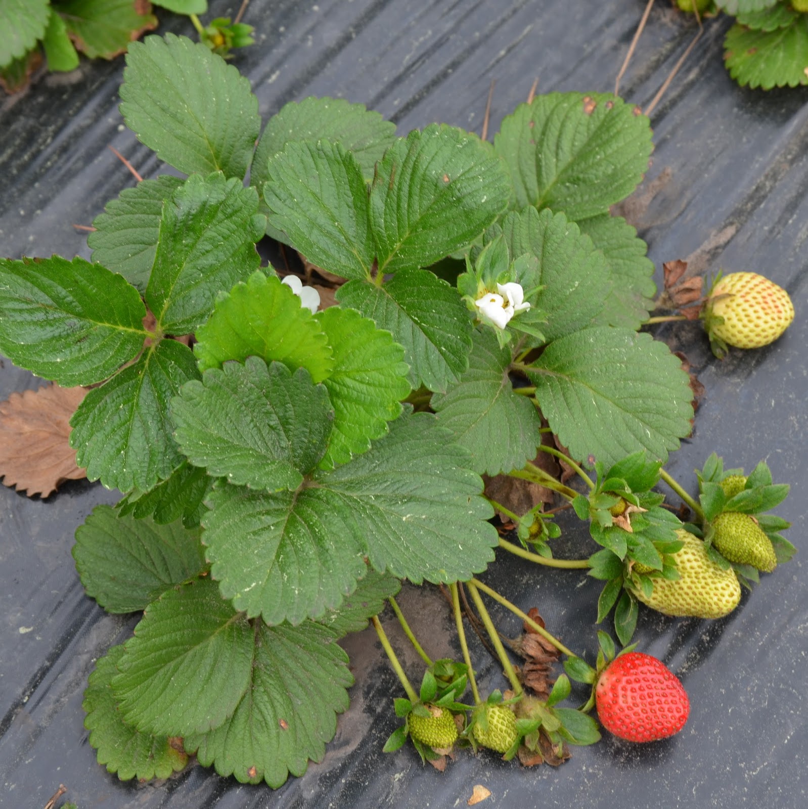 Farmers Seed & Supply Co. Inc. Strawberries the Edible Groundcover