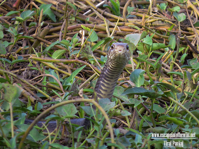 Indian Rat snake dhaman