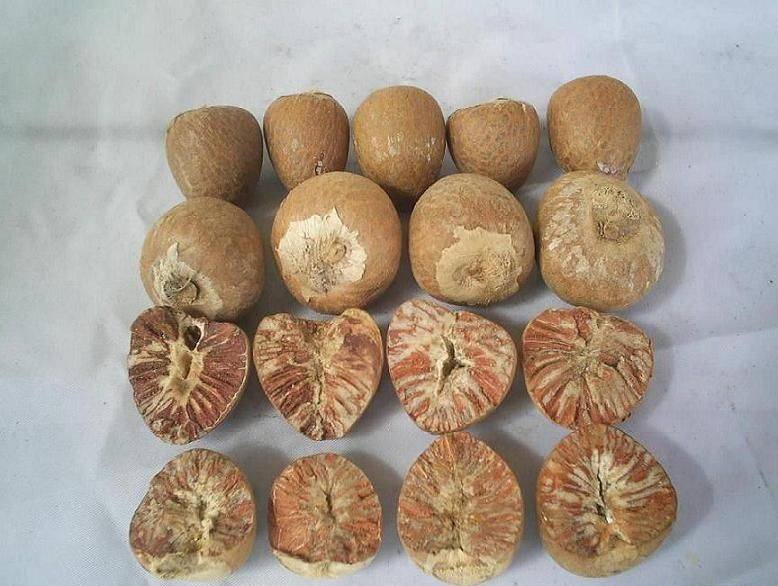 Fruit Warehouse Betel Nut ( Areca catechu )