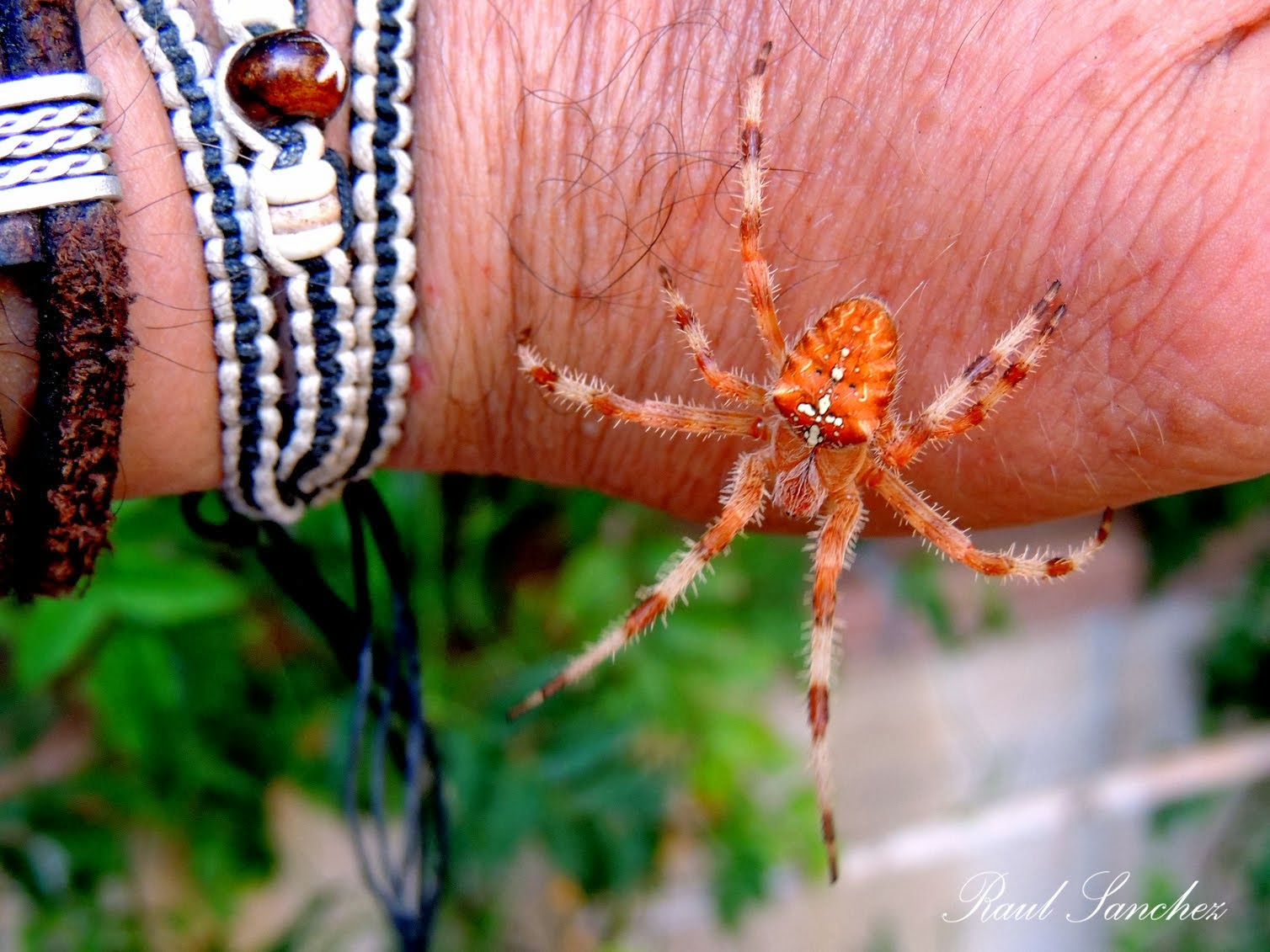 Araña de Jardin