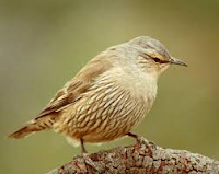 brown%2Btreecreeper.png