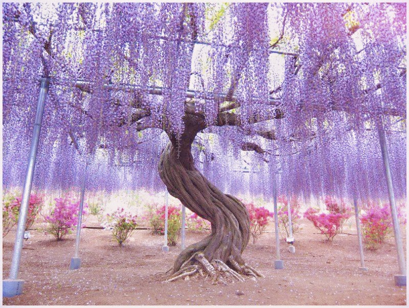 Wisteria Flower Tunnel at Kawachi Fuji Garden Explore World Wonders