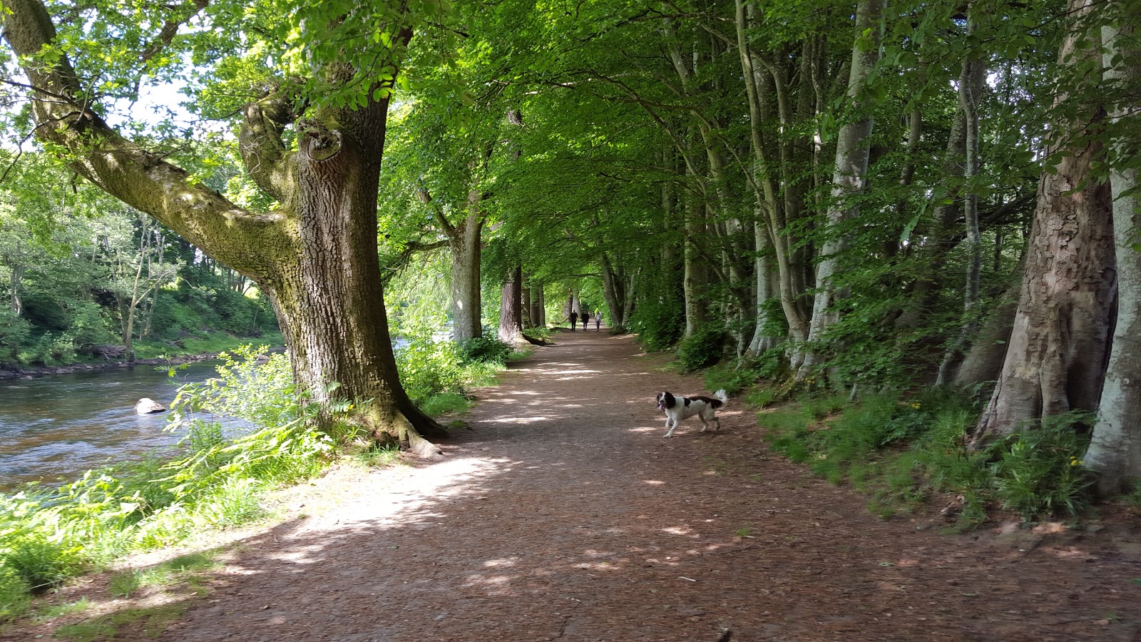 Neil's Hillwalking Exploits Crieff Laggan Hill and Tom a'Chasteil and