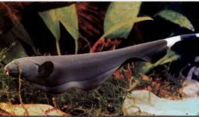 Jenis Ikan Hias Air Tawar Aquarium  Black Ghost Ekor Belang