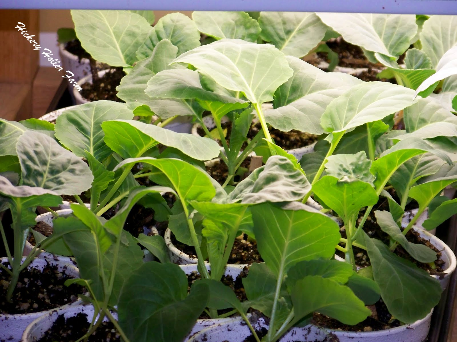 Hickery Holler Farm Cool Weather Crops