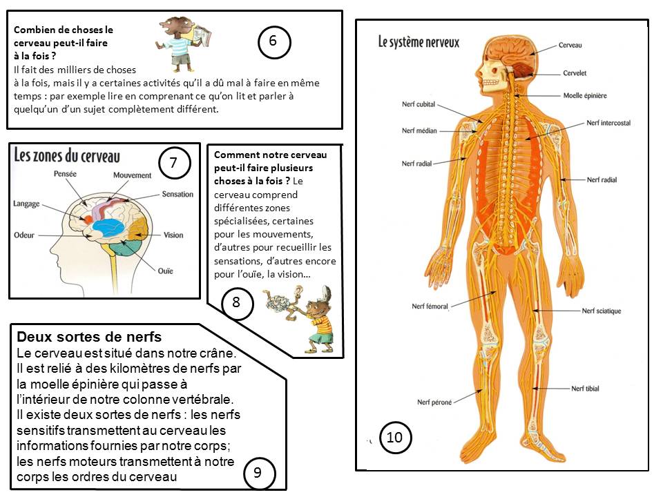Exercices Et Corrigés Sur Le Système Nerveux 4ème Pdf hopebeyondcareerinstitute.com