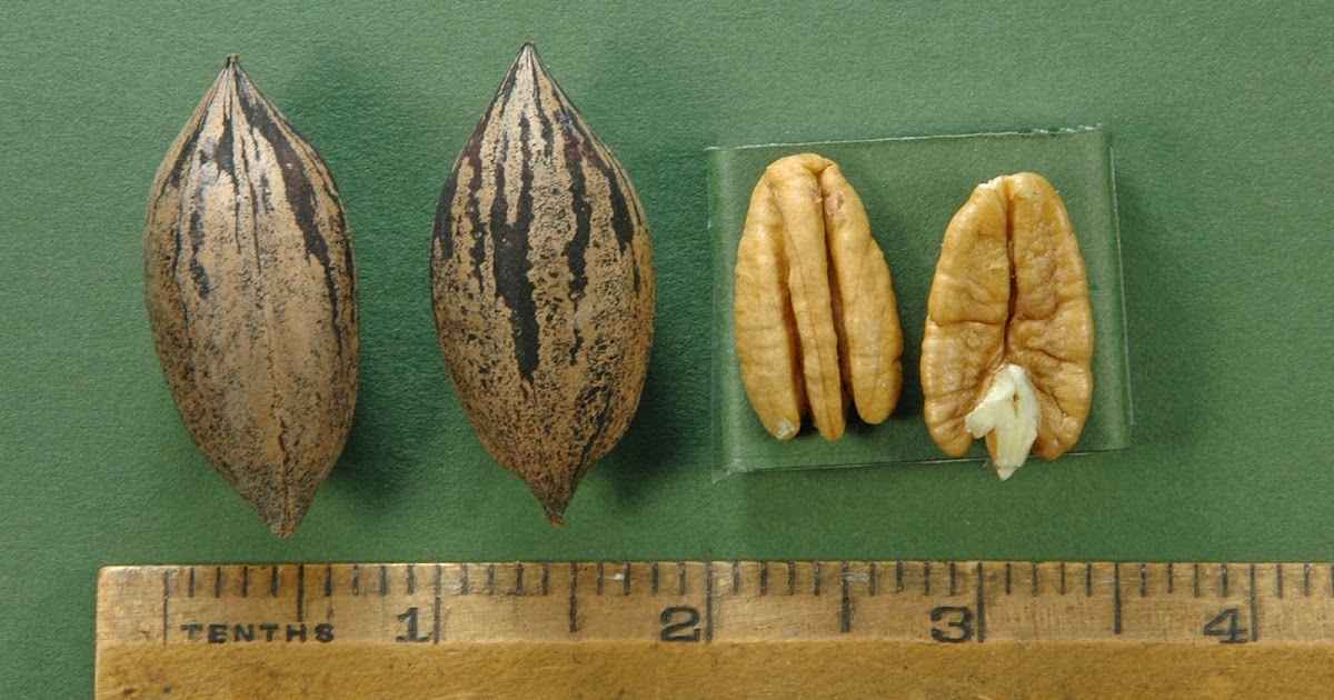 Northern Pecans Pecan Cultivars