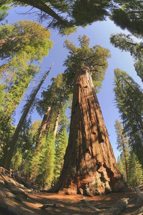 Laugh Gags The Oldest Trees On The Planet laugh-gags-the-oldest-trees-on-the-planet