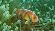 Kata Kata Mutiara Film Finding Dory
