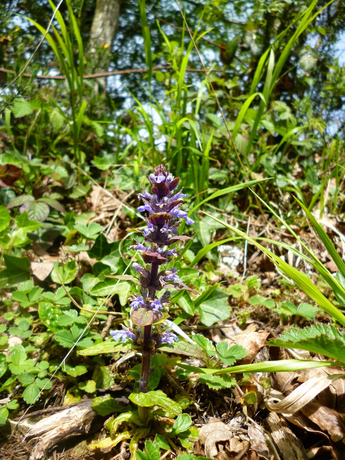 bugle wild flower
