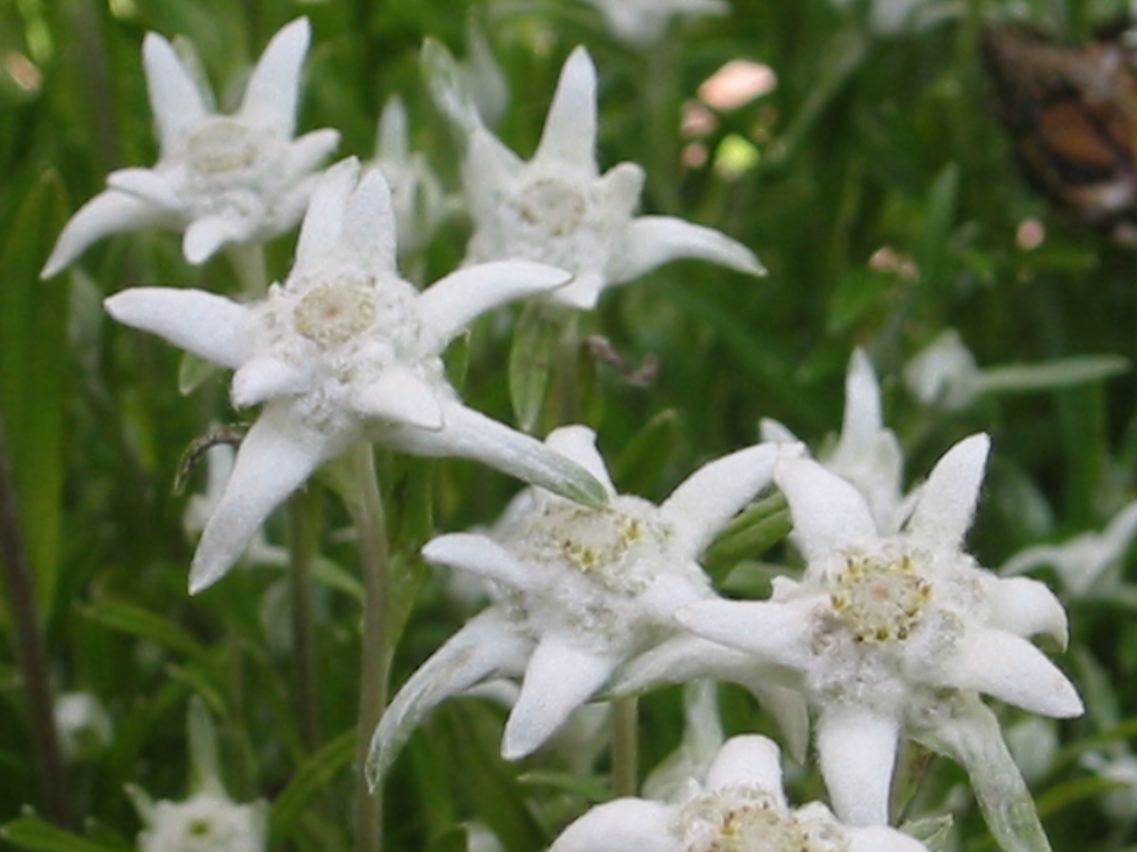 Edelweiss Flowers