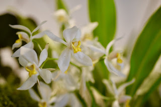 , Mostre primaverili: Horti di Veio e Monteporzio catone 2017, diarid'orchidee
