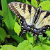 Top 10 butterfly farm images, greetings, pictures for whatsapp - bestwishespics